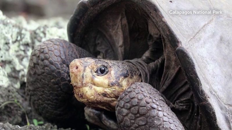 Na Galapágách se znovu objevila vyhynulá želva
